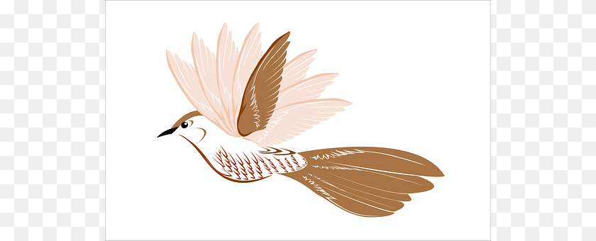 Bird Animal, Pigeon, Dove PNG