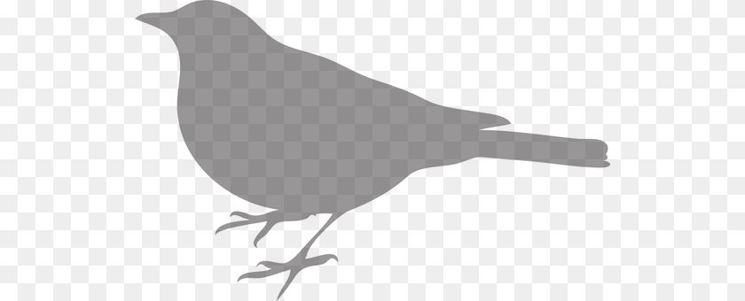 536x340 Bird Animal, Blackbird, Person Clipart PNG
