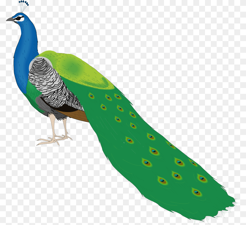 800x767 Bird 55 Vector Beautiful Peacock Images For Drawing, Animal, Fish, Sea Life Sticker PNG