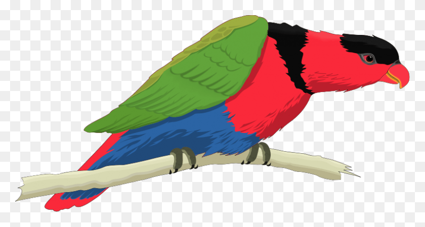 800x399 Bird 56 Free Vector Bird, Parrot, Animal, Macaw HD PNG Download