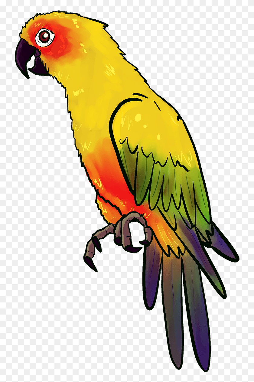 749x1203 Bird Animal Birds Parrot Drawing, Macaw HD PNG Download