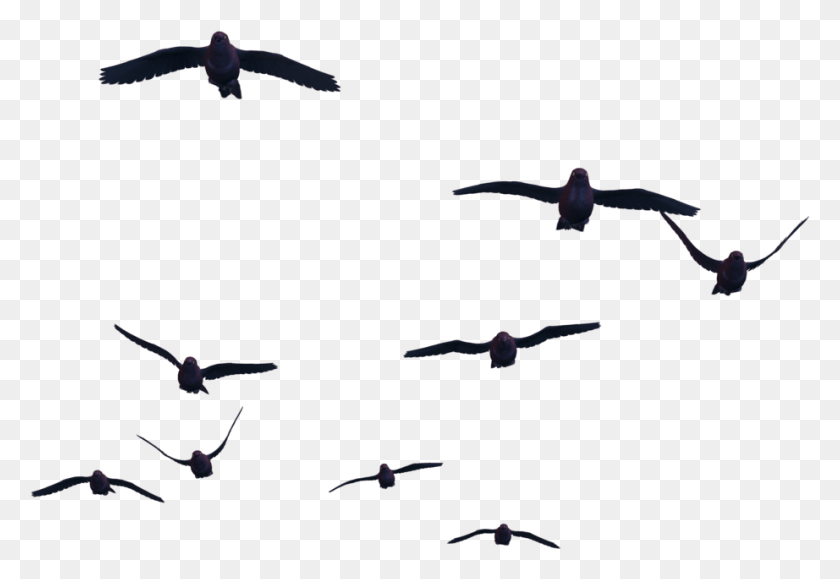 922x614 Bird Bird For Photoshop, Flying, Animal, Flock HD PNG Download