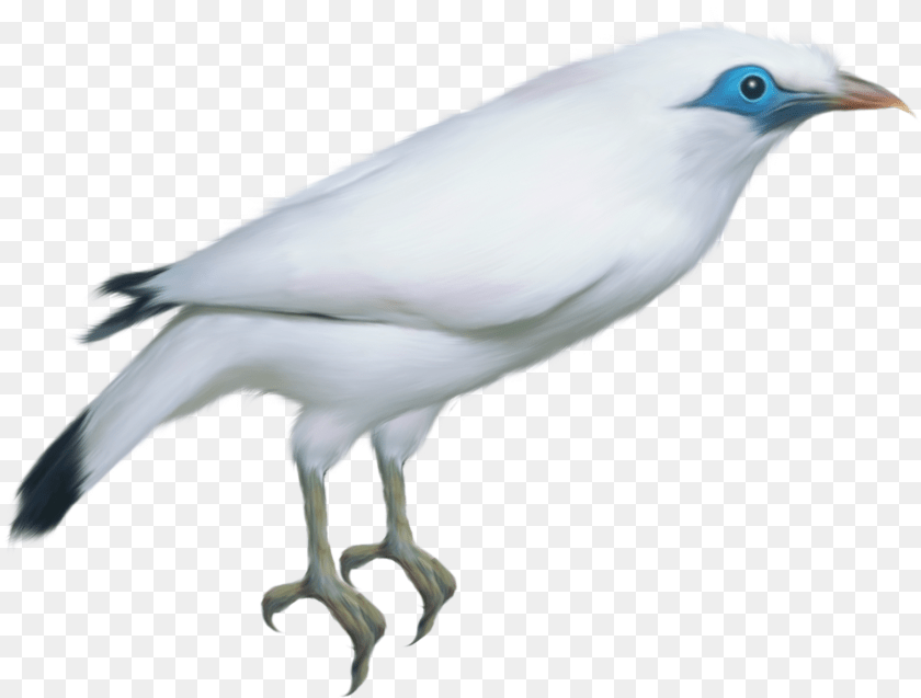 Bird Birds, Animal, Beak, Jay Transparent PNG