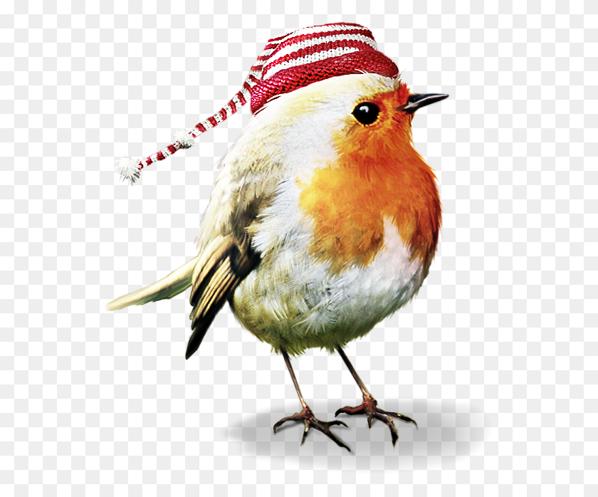 550x638 Bird Birds Robin Winter Christmas Terrieasterly Psp Tubes Animals, Animal, Finch, Beak HD PNG Download