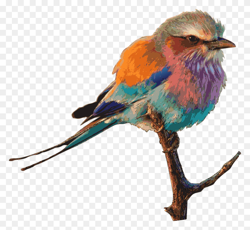 789x720 Птица Яркий Цветной Рисунок Самые Красивые Разноцветные Птицы, Животное, Синяя Птица, Джей Hd Png Скачать