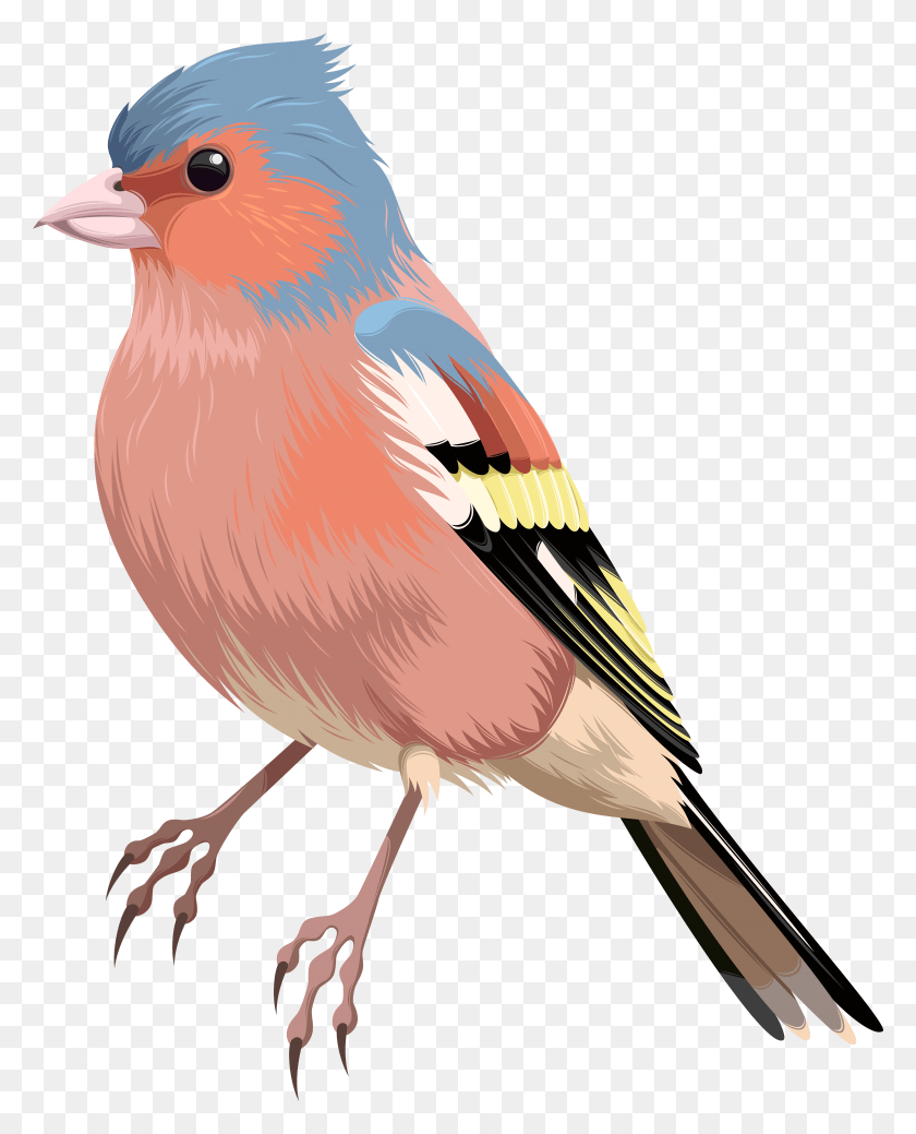 6217x7811 Bird Clip Art, Finch, Animal, Canary HD PNG Download