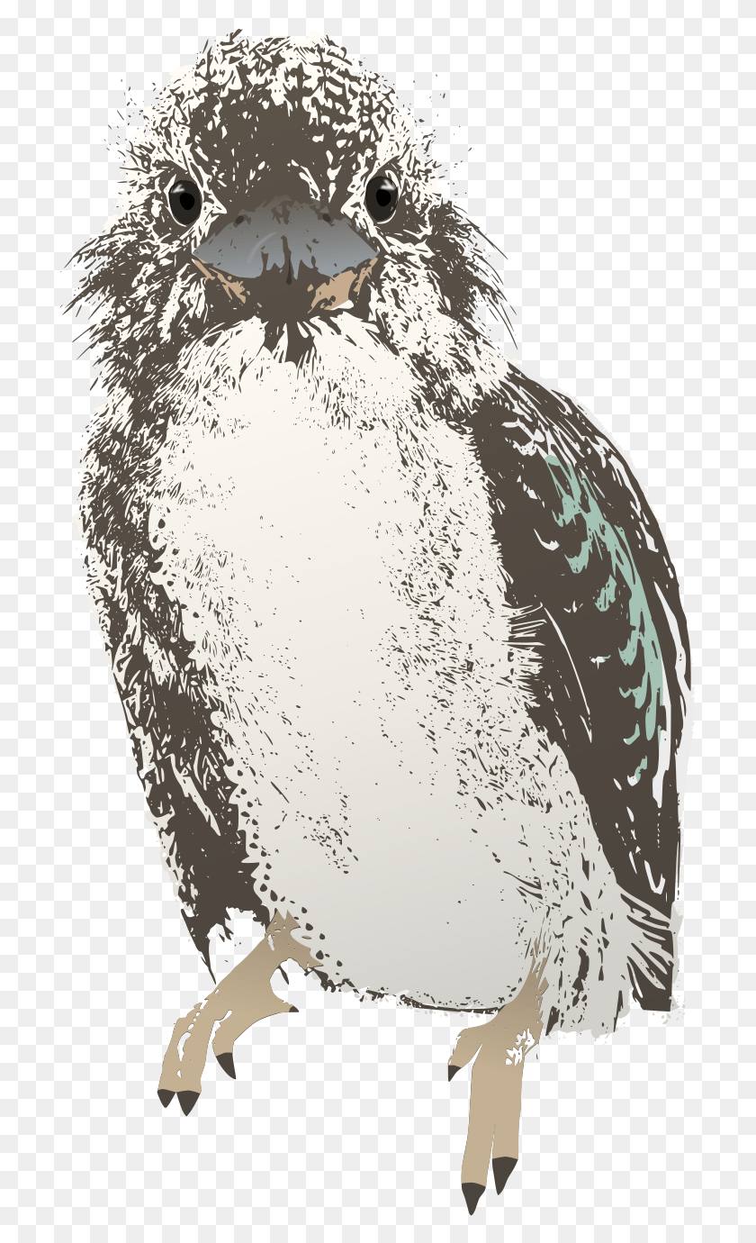 709x1320 Bird Clipart Kookaburra Screech Owl, Animal, Penguin HD PNG Download