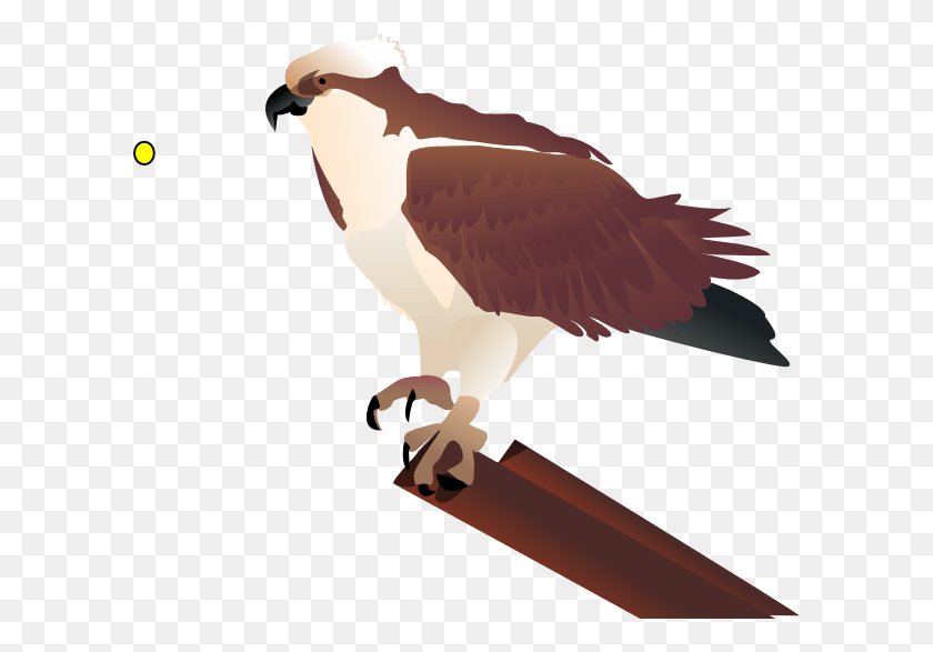 600x527 Aves Png / Águila Pescadora Hd Png