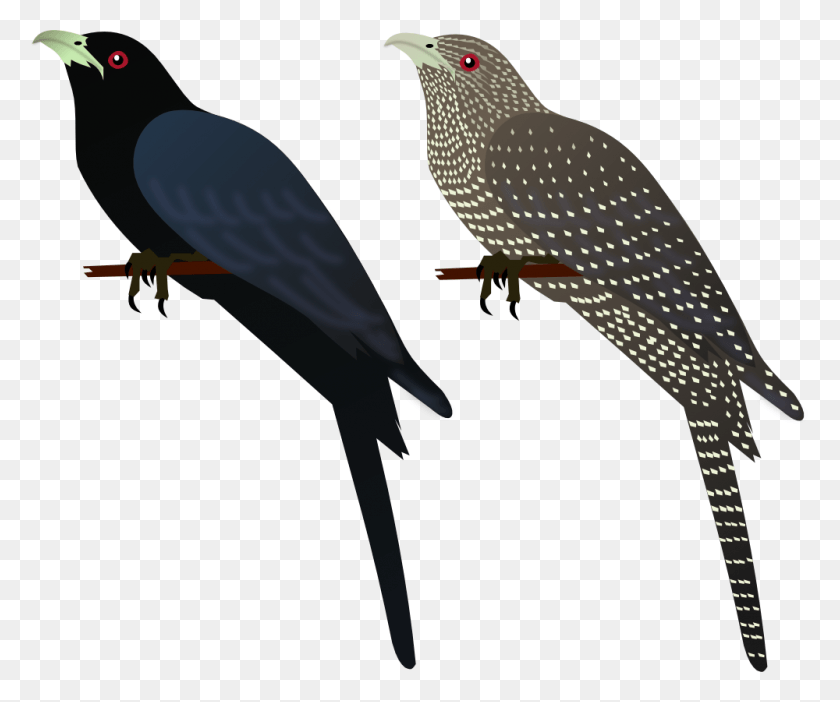 1000x824 Bird Clipart Skylark Koel Bird Clipart, Animal, Beak, Blackbird HD PNG Download