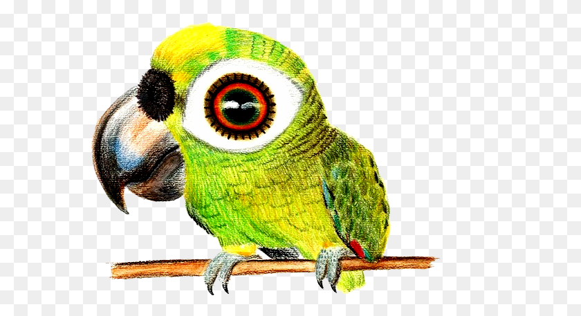 579x397 Bird Colored Pencil Parrot With Big Eyes, Toy, Animal, Parakeet HD PNG Download
