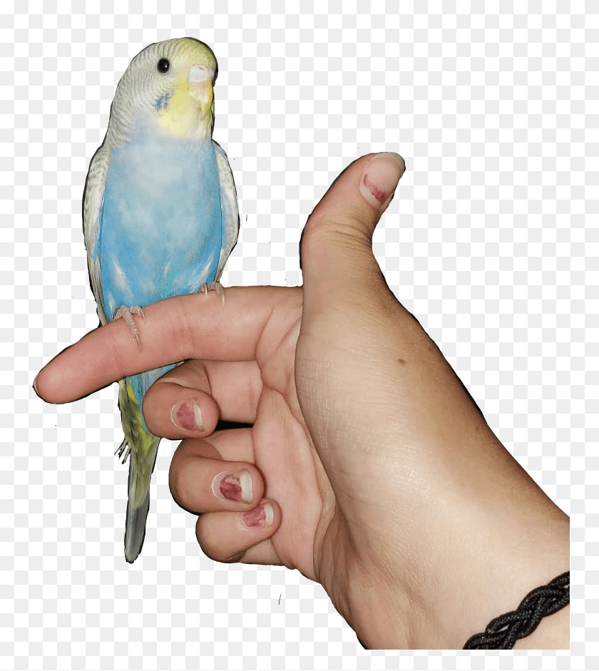 759x881 Bird Cute Blue Budgie Parakeet Budgie, Person, Human, Finger HD PNG Download