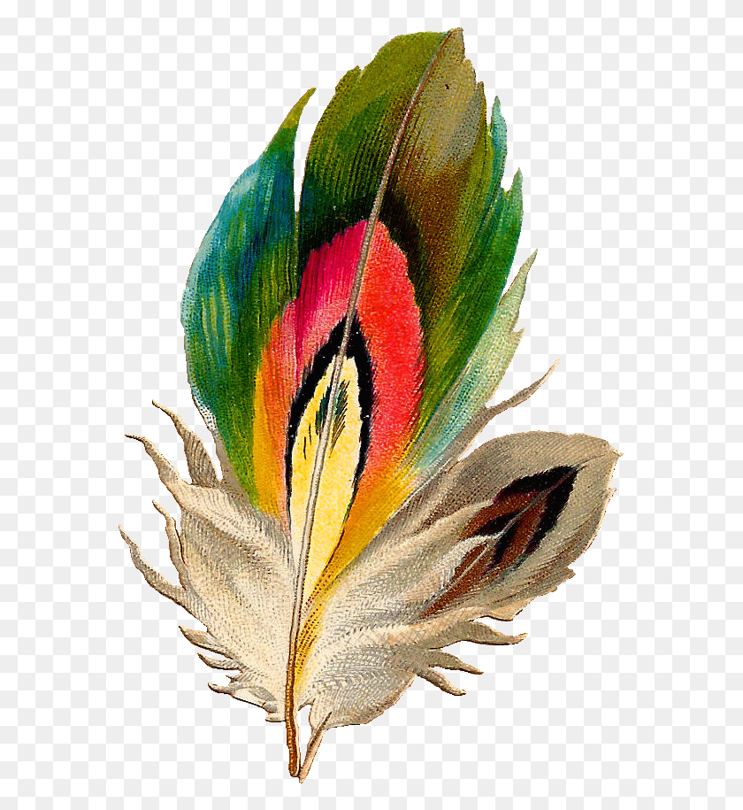 573x855 Bird Feather Image Transparent Feather Clip Art, Plant, Flower, Blossom HD PNG Download