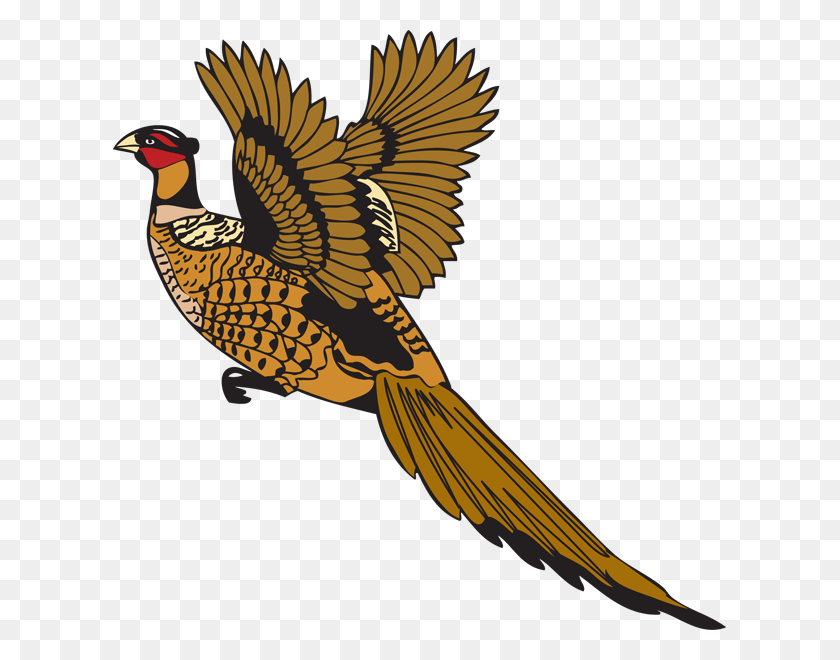 613x600 Bird Feather Pheasant Drawing Pheasant Vector, Animal HD PNG Download