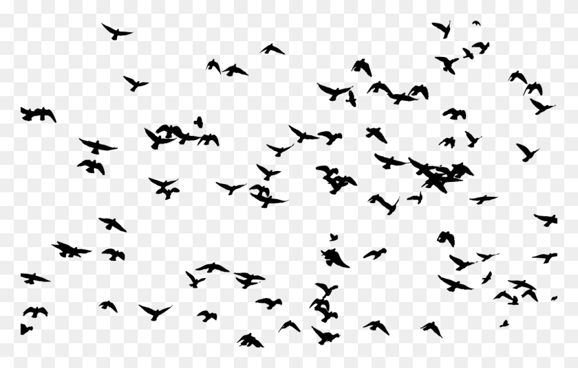 1280x782 Bird Flight Flock Silhouette Swallow Flock Of Birds Silhouette, Gray, World Of Warcraft HD PNG Download