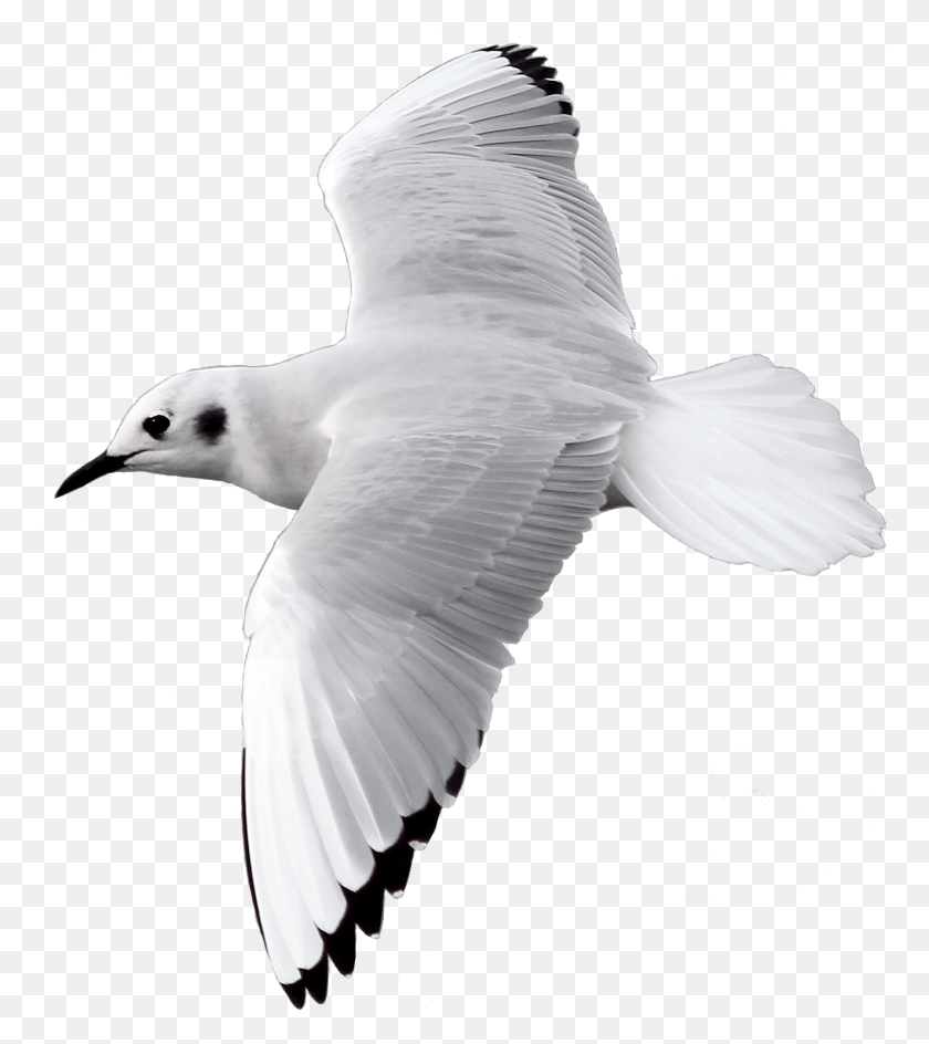 1324x1501 Pájaro Volando, Animal, Gaviota, Pico Hd Png