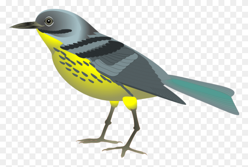 800x519 Bird Graphics Clip Art, Animal, Finch, Canary HD PNG Download