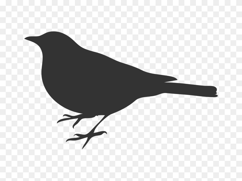 1600x1200 Bird Grey Crow Vector Graphic On Pixabay Bird Silhouette Clip Art, Animal, Blackbird, Fish, Sea Life Transparent PNG