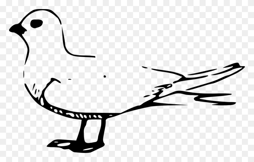 960x588 Bird Gull Seagull Water Webbed Feet Fairy Tern Bird Drawing, Gray, World Of Warcraft HD PNG Download