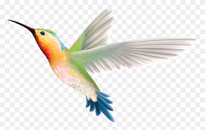 3886x2361 Bird Humming Bird, Animal, Flying, Parrot HD PNG Download