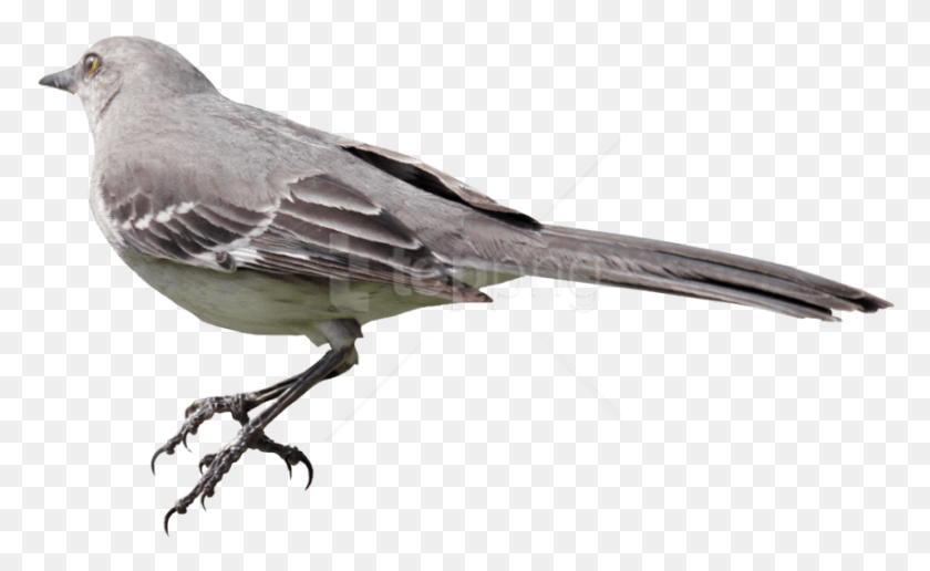850x497 Bird Images Background Mockingbird, Animal, Finch, Airplane HD PNG Download