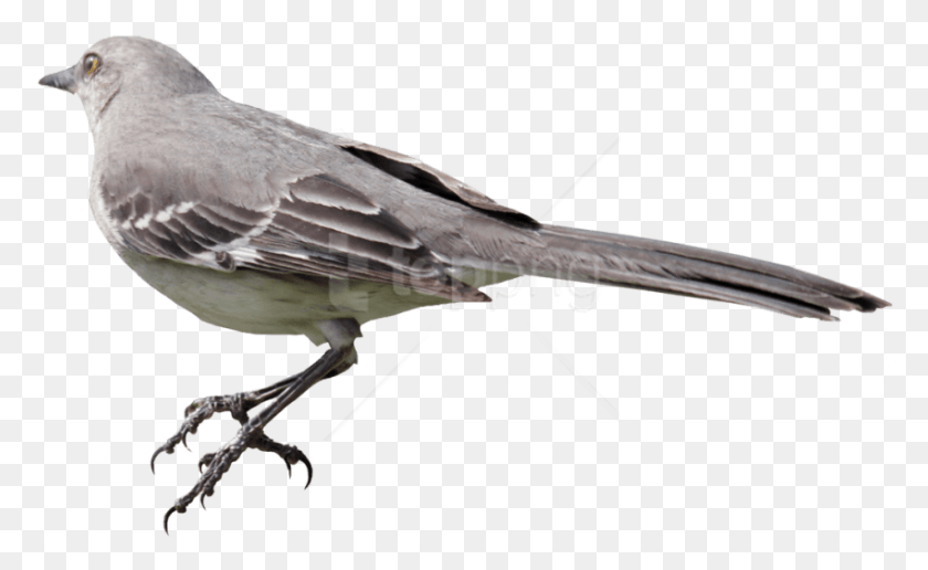 850x497 Descargar Png / Pájaro Hd Png