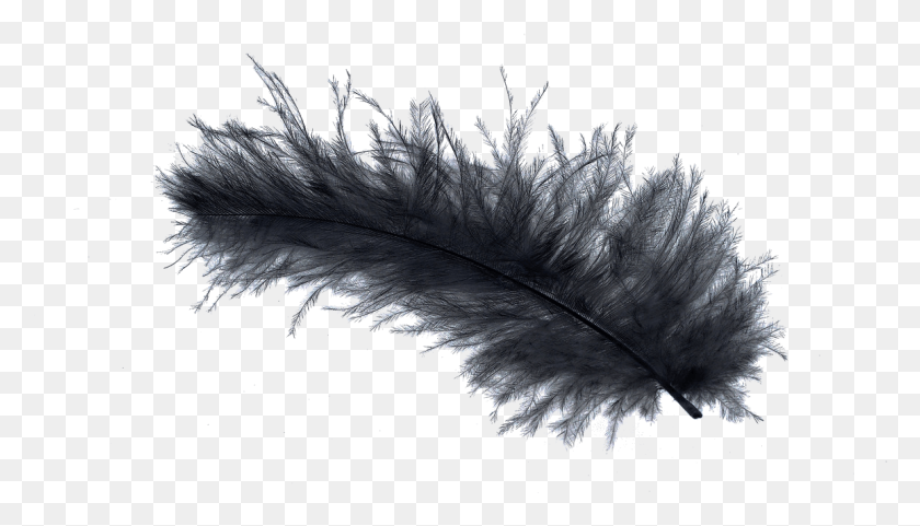1156x624 Bird Light Feather Stock Down Feather Black And White, Nature, Ice, Outdoors HD PNG Download