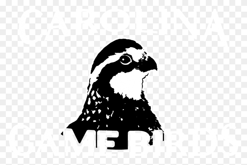 922x596 Логотип Птицы, Животное, Трафарет, Сорока Png Скачать