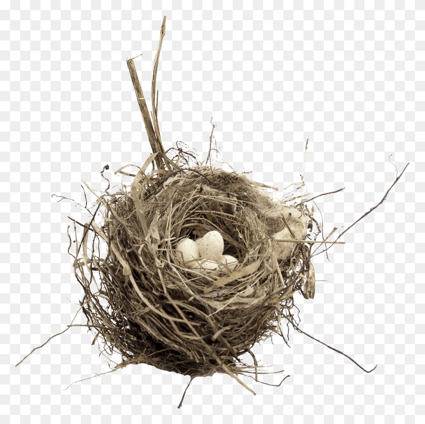 2231x2227 Bird Nest, Bird Nest HD PNG Download