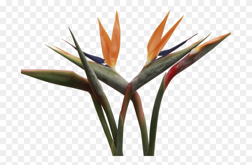 701x490 Bird Of Paradise Bird Of Paradise, Aloe, Plant, Flower HD PNG Download
