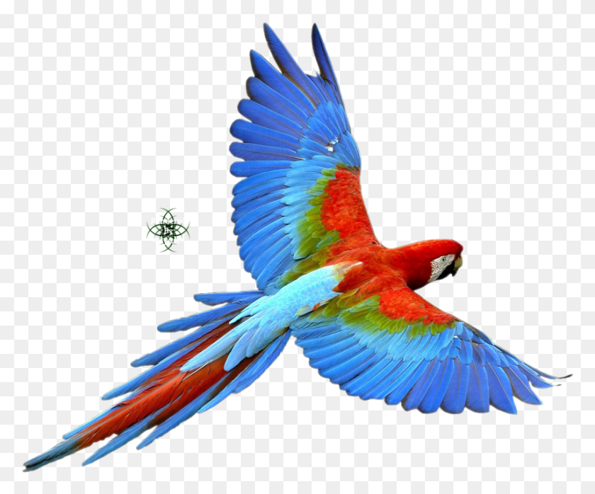 857x701 Райская Птица Птицы На Белом Фоне, Животное, Ара, Попугай Hd Png Скачать