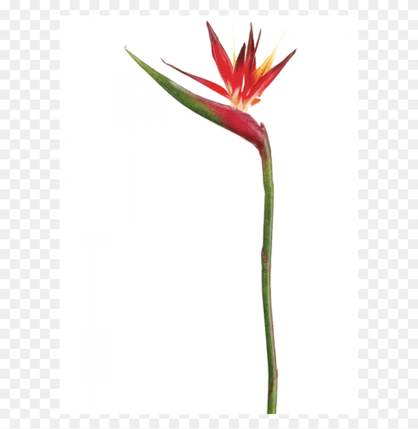 601x801 Bird Of Paradise Spray Red Orange Ave Del Paraiso Flor Roja, Plant, Flower, Blossom HD PNG Download