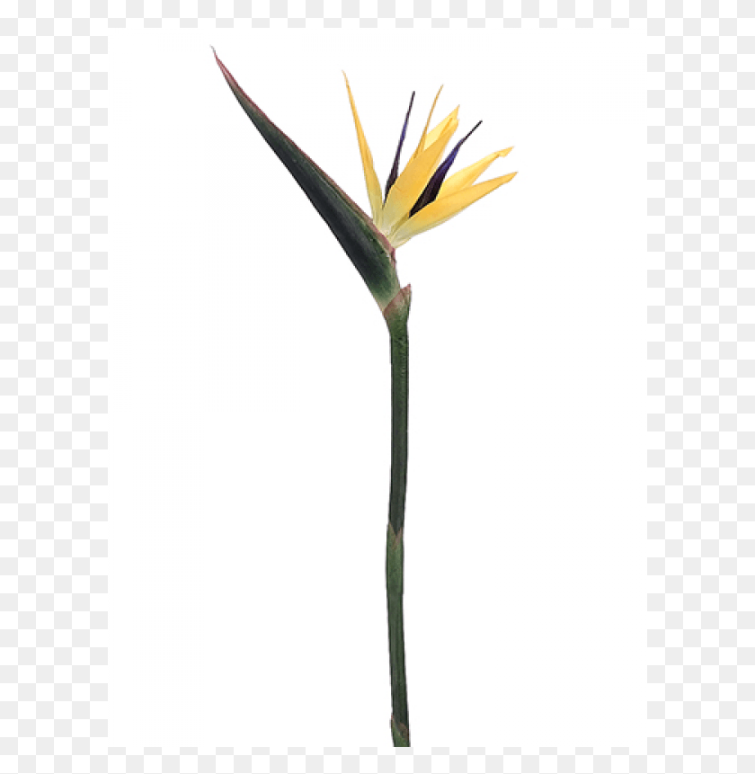 601x801 Bird Of Paradise Spray Yellow Purple Bird Of Paradise, Plant, Flower, Blossom HD PNG Download