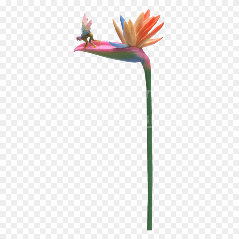 462x777 Bird Of Paradise Stem Flitty Fairy Flower Fairy Flowers Transparent, Plant, Blossom, Animal HD PNG Download