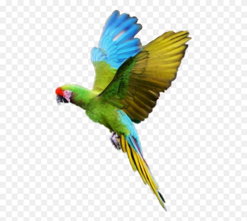 469x693 Bird Parrot Macaw Whipsnade Zoo, Animal, Parakeet HD PNG Download