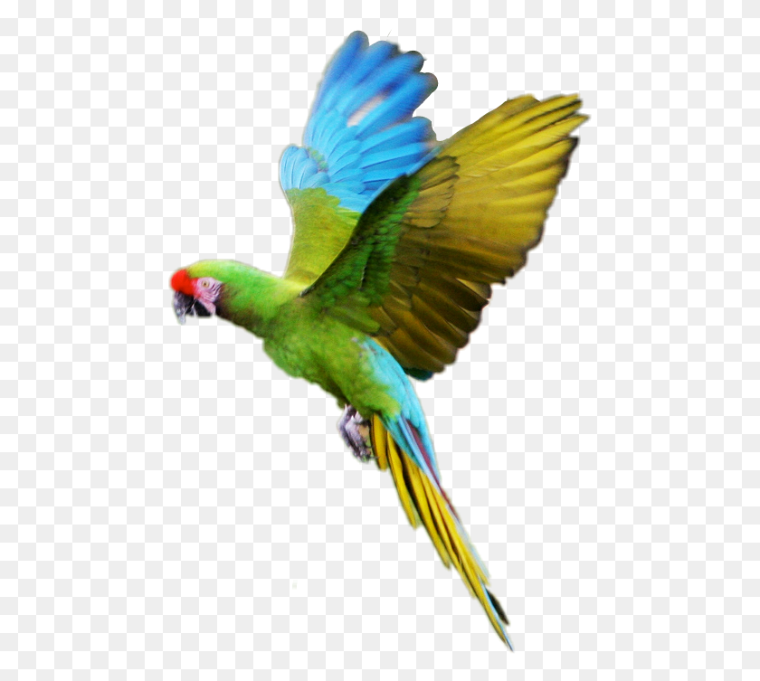 469x693 Pájaro, Loro, Guacamayo, Whipsnade, Zoológico, Animal, Perico Hd Png