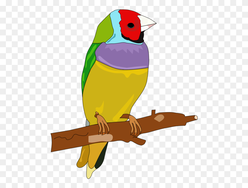 501x577 Pájaro Passerine Color Dibujo Pluma Barevn Ptk, Animal, Pinzón, Loro Hd Png