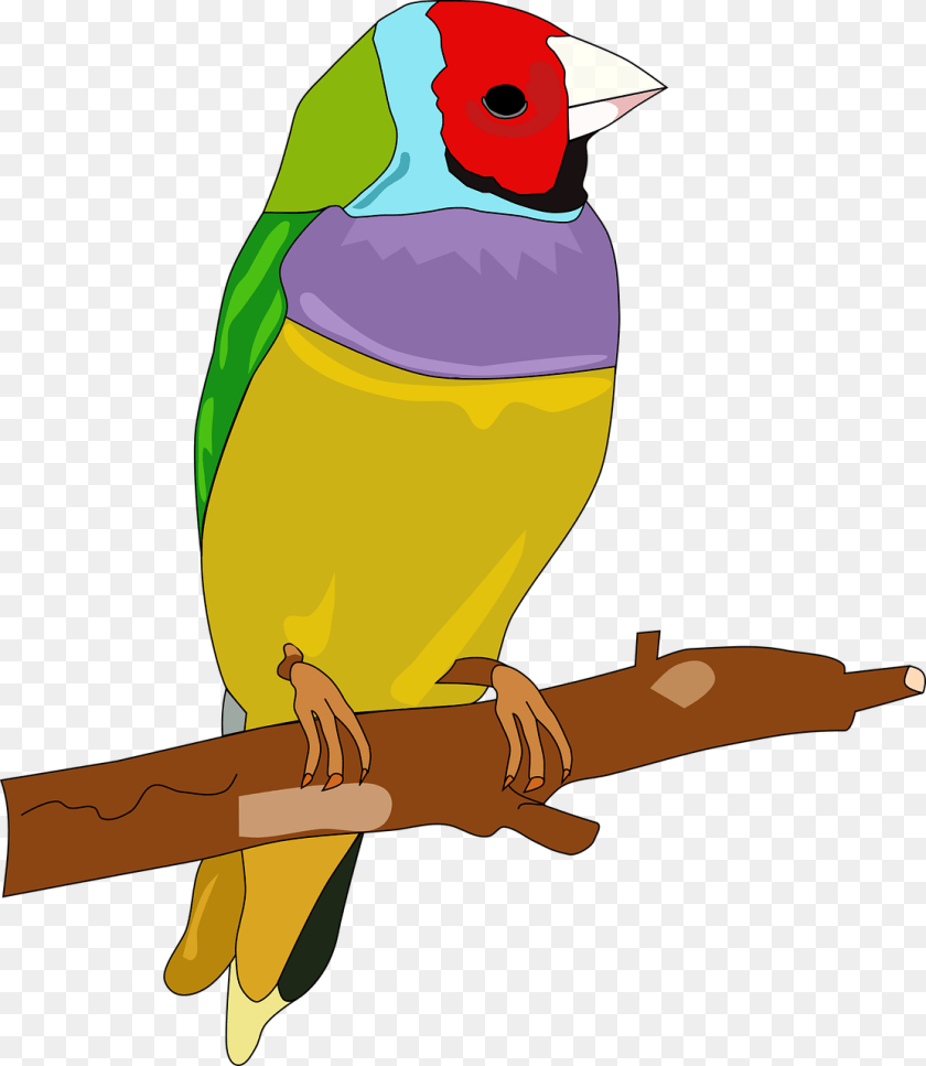 1112x1280 Bird Passerine Color Drawing Feather Hewan Burung Dengan Warna, Animal, Finch, Beak, Parakeet Transparent PNG