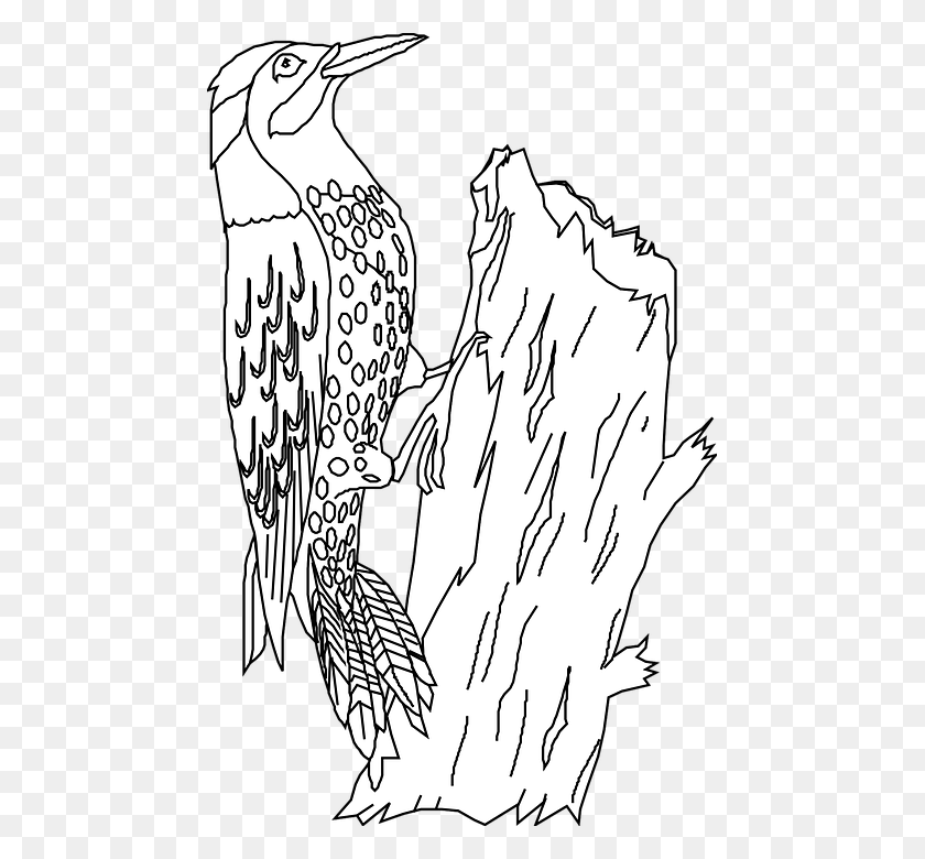 463x720 Птица Сидит Дятел Ствол Дерева Животное Фауна Ночная Цапля, Человек, Человек Hd Png Скачать