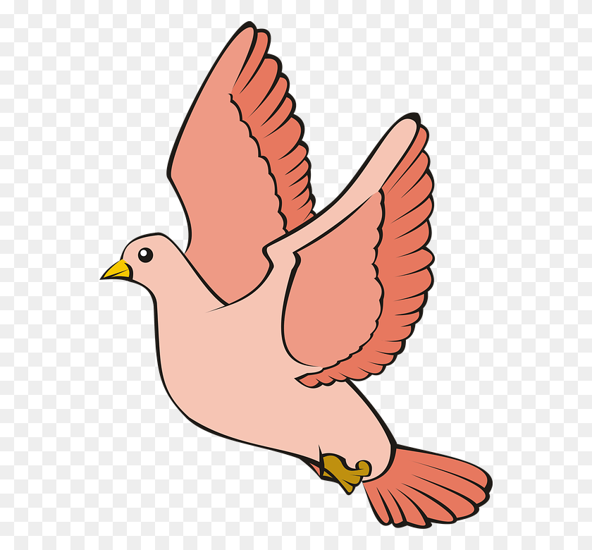 558x720 Descargar Png Pigeon Flight Sky Red Adobe Photoshop Burung Merpati Png