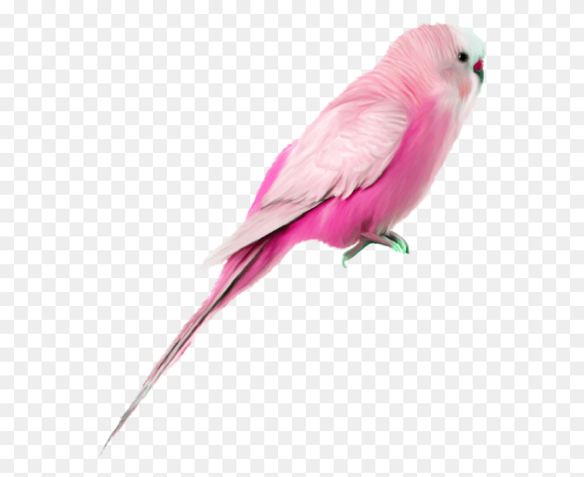 560x626 Bird Pinkbird Pink Budgie Pet Wellensittich Haustiere Background Birds, Animal, Parakeet, Parrot HD PNG Download