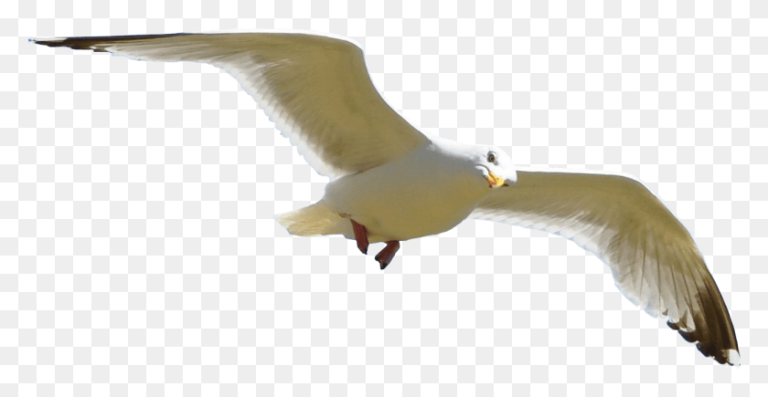 1306x628 Bird Portable Network Graphics, Animal, Flying, Seagull HD PNG Download