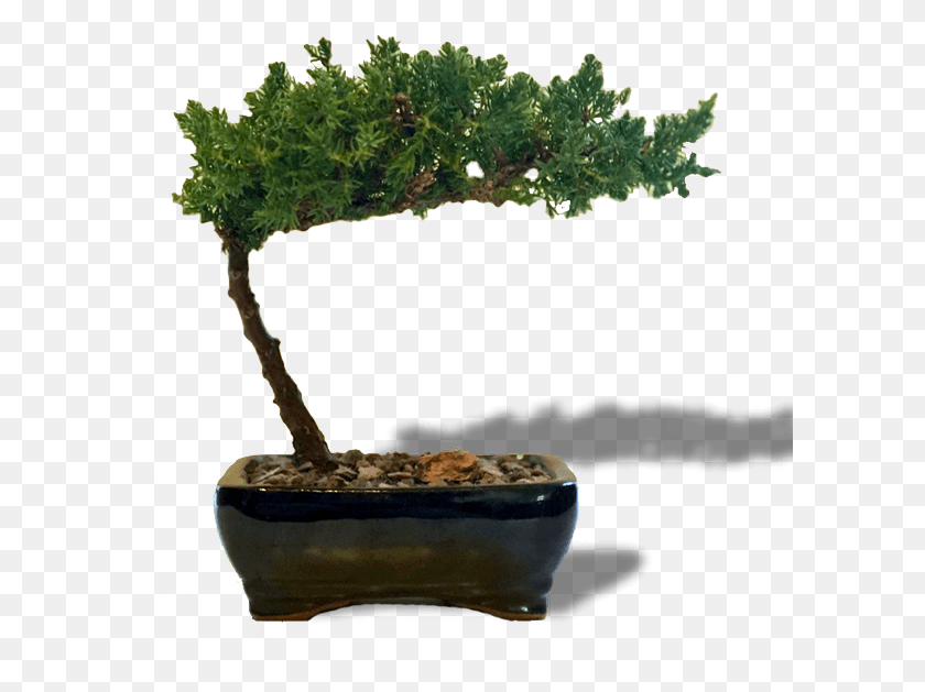 600x569 Bird S Affordable Juniper Transparent Background Bonsai, Tree, Plant, Potted Plant HD PNG Download