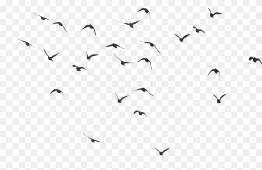 Bird Silhouette Group Images Transparent Birds, Animal, Flock Sticker PNG