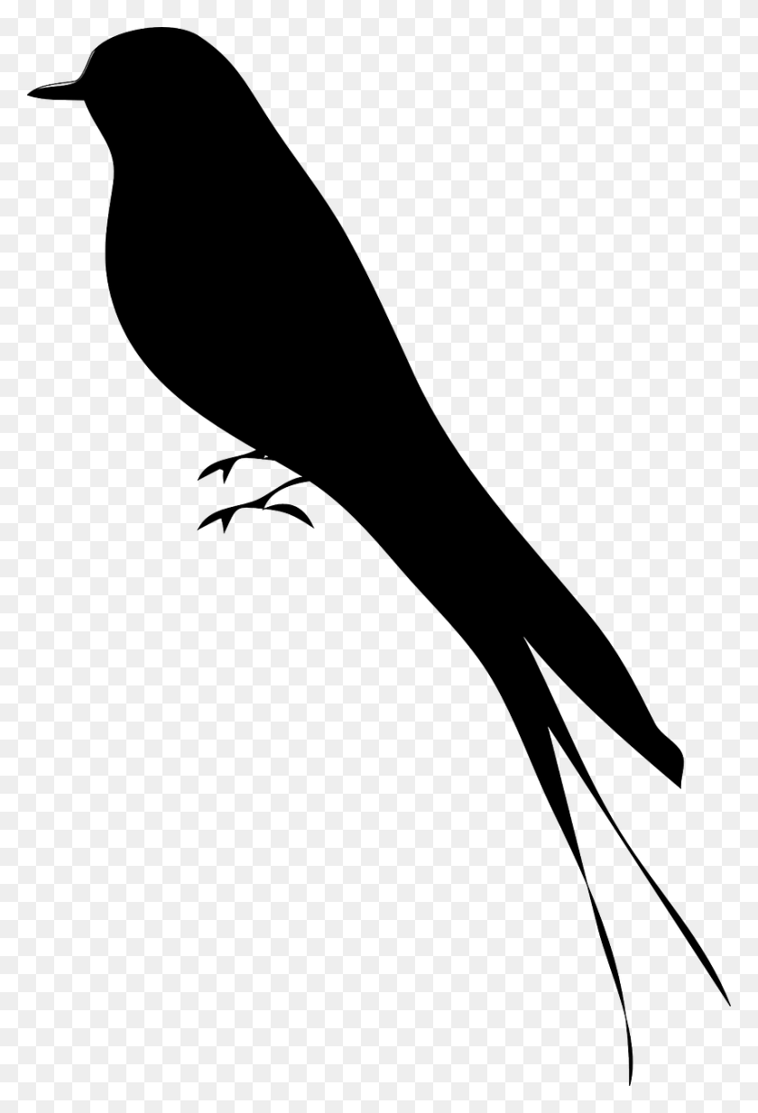 850x1280 Bird Silhouette Mockingbird Bird Silhouette, Sport, Sports, Animal HD PNG Download