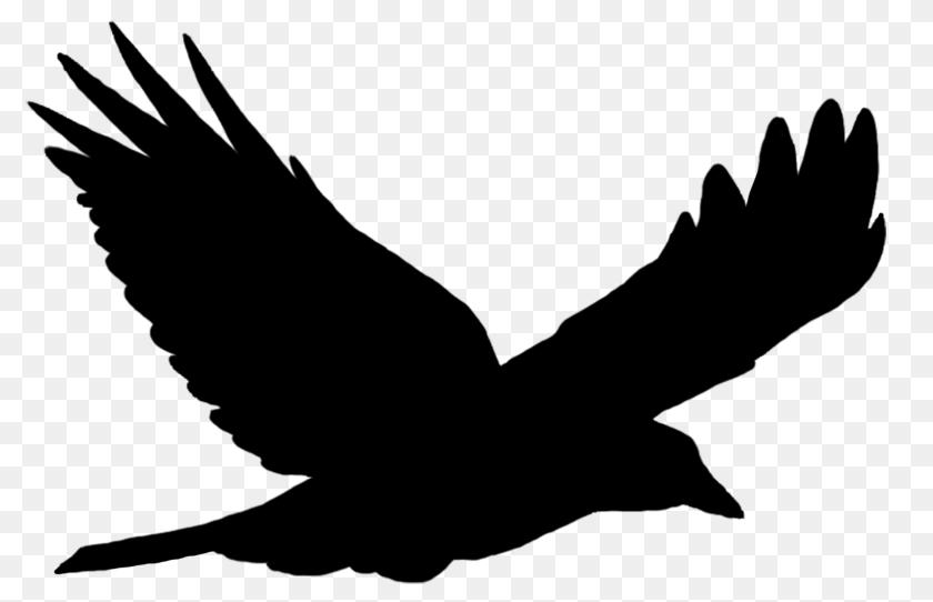 1694x1094 Bird Silhouette Solo Flying Animal, Blackbird, Person Transparent PNG