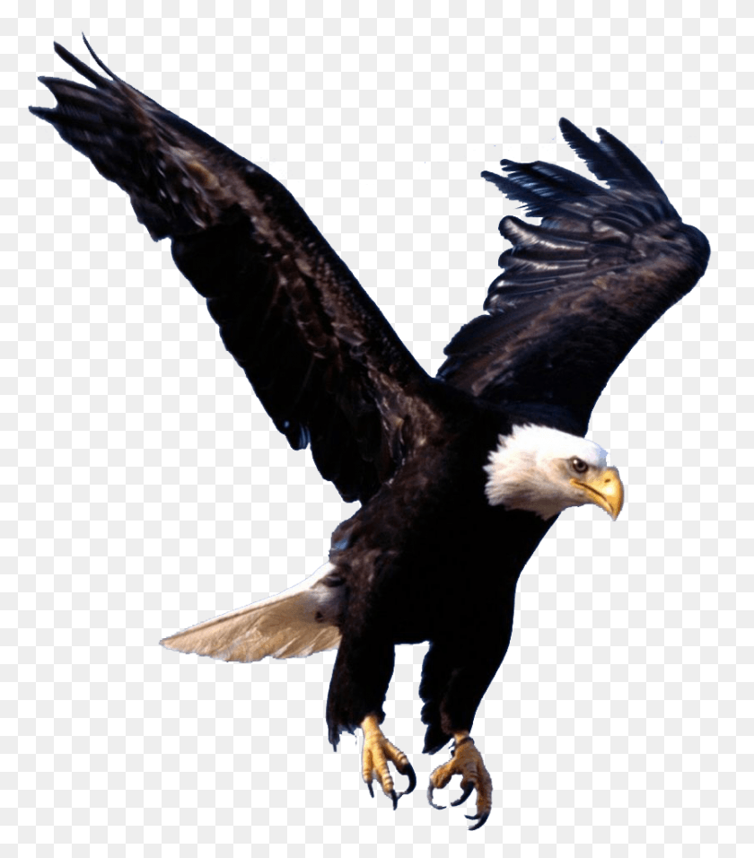 838x963 Bird Sparrow Animal Transparent Images Free Eagle Symbolism, Bald Eagle HD PNG Download