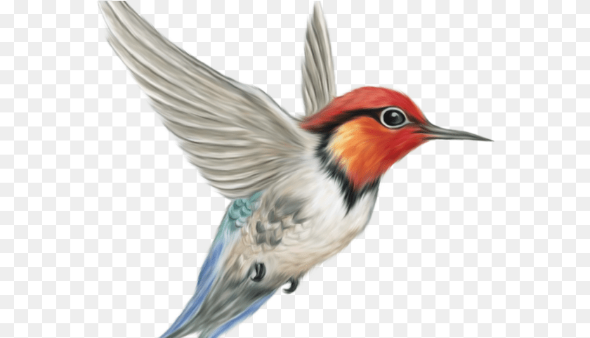 Bird Background, Animal, Beak, Bee Eater Transparent PNG