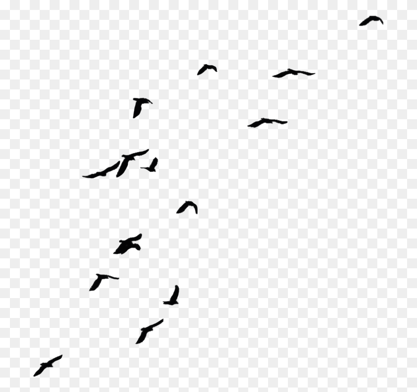 709x729 Bird Transparent Background Crows, Nature, Outdoors, Astronomy HD PNG Download