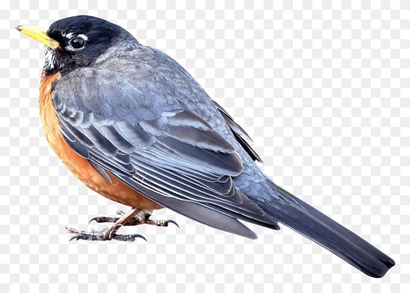 1523x1055 Bird Transparent Small Bird, Animal, Jay, Bluebird HD PNG Download