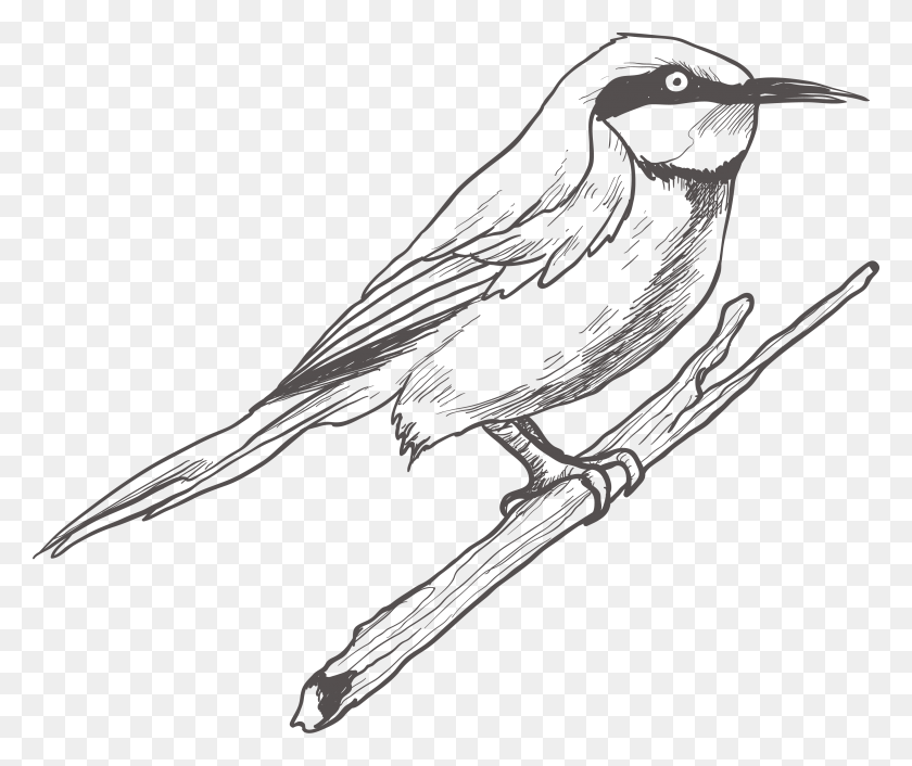 3513x2911 Bird Transprent Bird Drawing Pic, Animal HD PNG Download